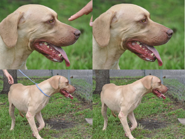 before-after dog portrait photo collage